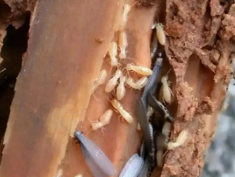 蚌山白蚁防治公司分享夏季高温高湿，读懂白蚁分飞的底层逻辑与家庭防护方案
